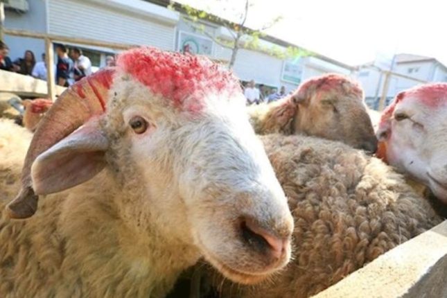 media-qurbanliq-heyvanlar