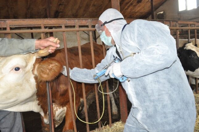 media-dabaq-xesteliyi