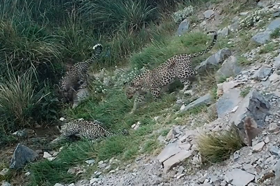 media-zengezurda-bebir