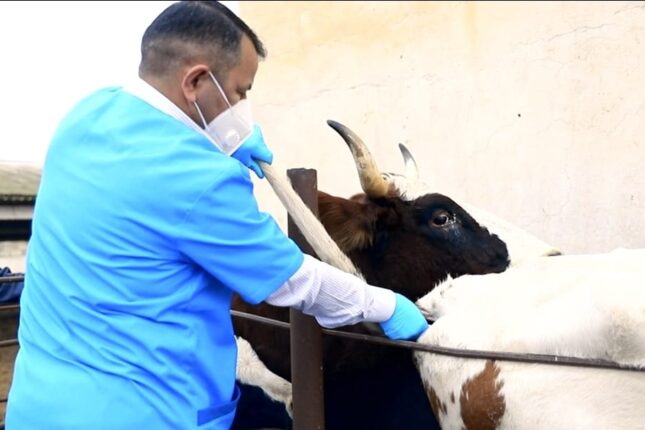 media-dabaq-xesteliyi