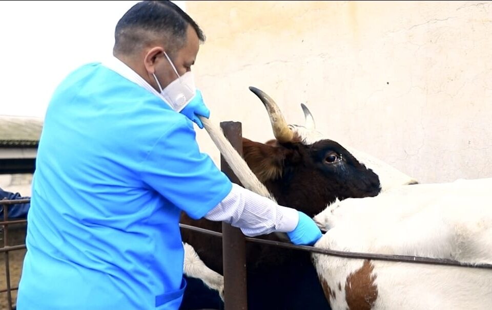 media-dabaq-xesteliyi